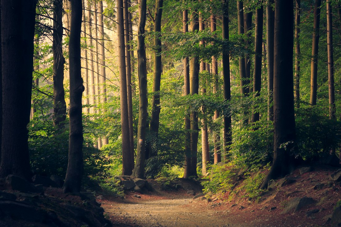 Wald mit Weg