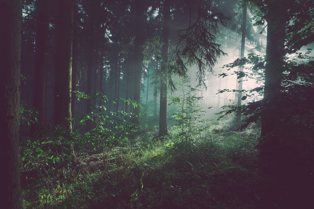 Nebliger Wald